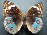 Junonia orithya albicincta - Adult